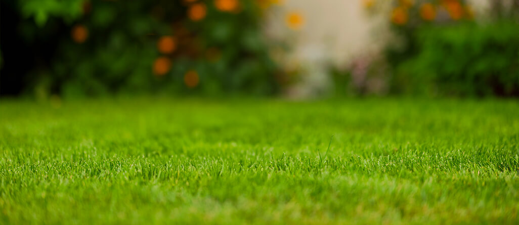 Belle pelouse soigneusement entretenue dans une cour avec fleurs en arrière-plan flouté.