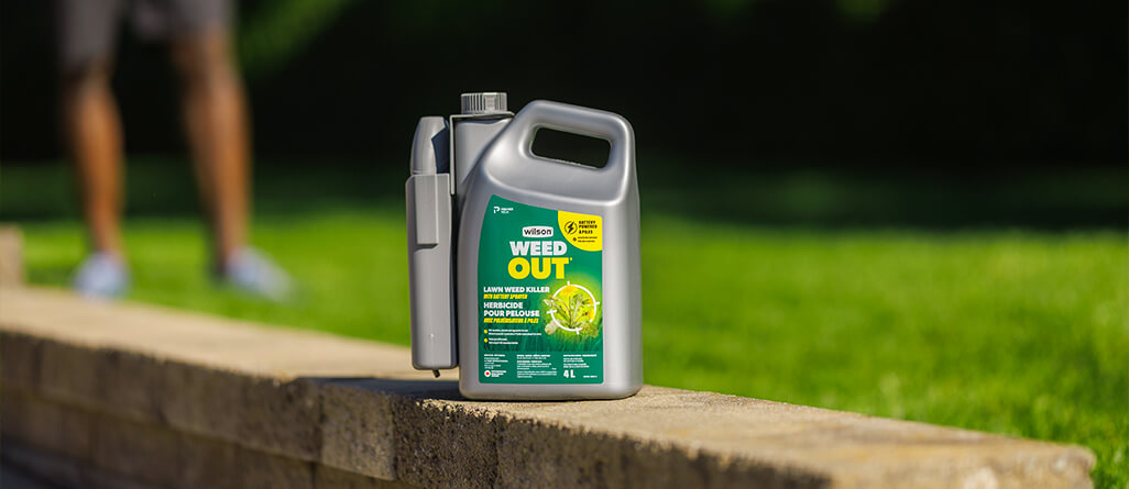 Ecological method for eliminating weeds from the lawn with a herbicide.
