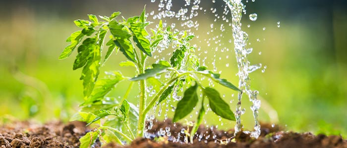 Caring for tomato plants