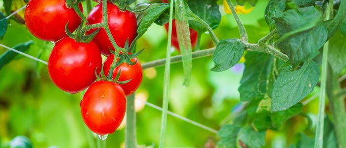 Tomate: déterminée ou indéterminée