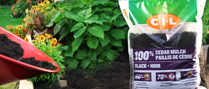 CIL Black Cedar Mulch