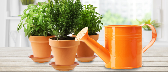 Caring for your indoor herb garden
