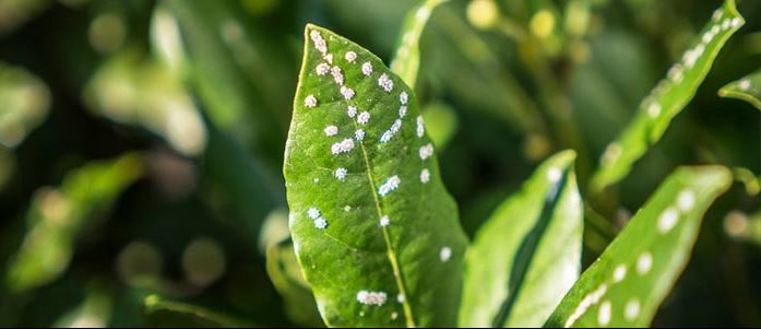 Cochenilles farineuses