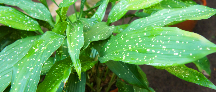 Aspidistra elatior