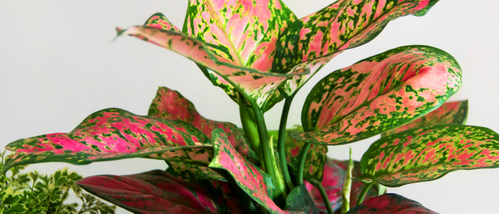  Aglaonema