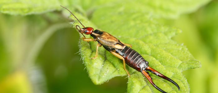 Earwigs