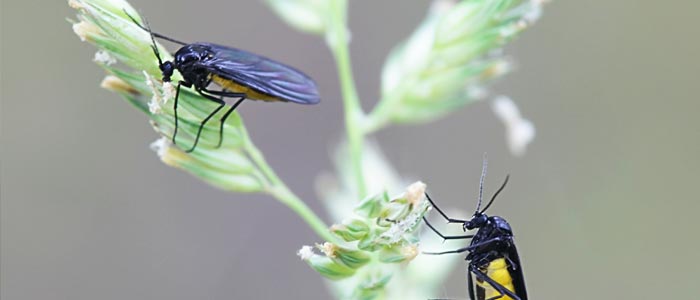 Fungus gnats