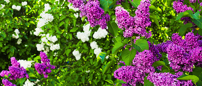 Keeping lilacs beautiful and healthy