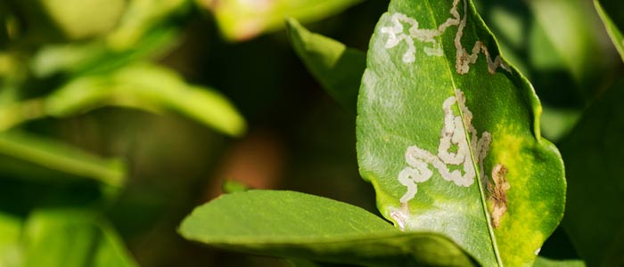 Leaf miners