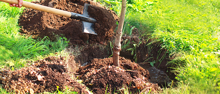 Planting a Lilac Tree