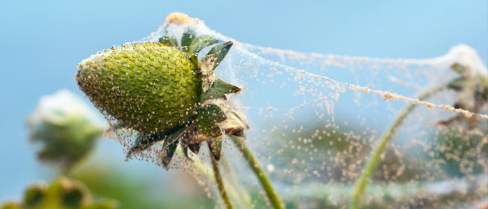 Spider mites