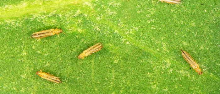 Thrips