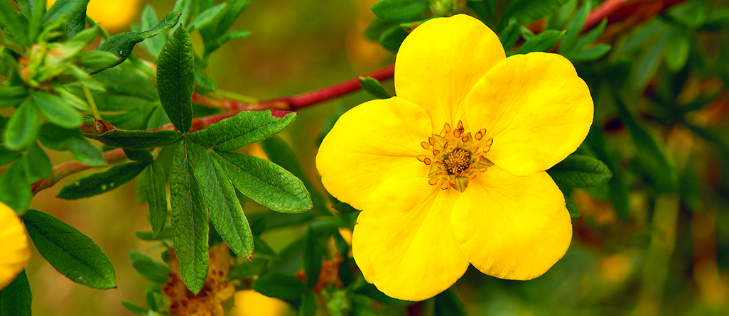 Les plantes les plus simples à cultiver pour les jardiniers canadiens