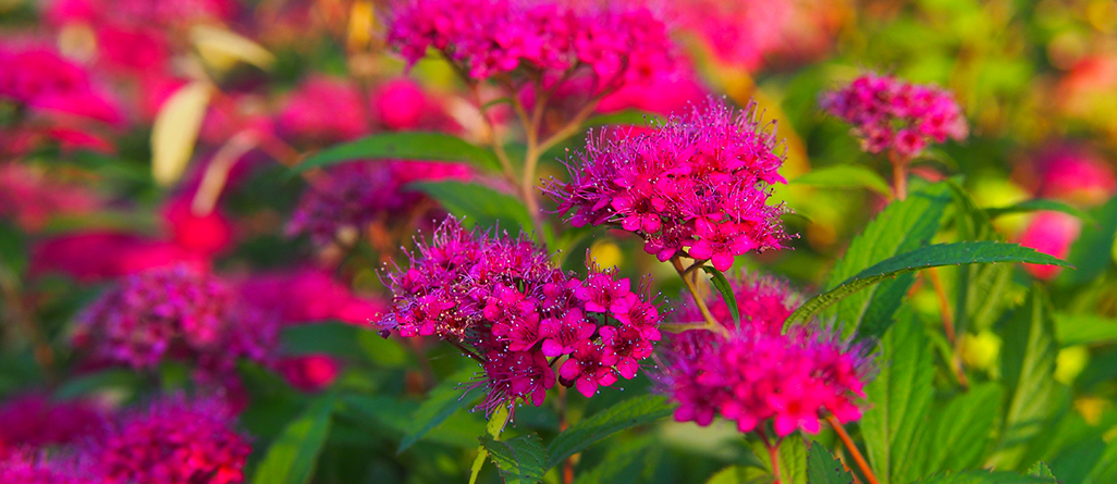 Les plantes les plus simples à cultiver pour les jardiniers canadiens