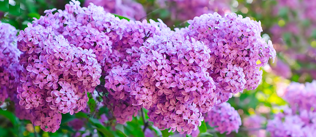 Les plantes les plus simples à cultiver pour les jardiniers canadiens