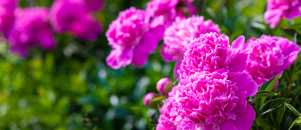 Les plantes les plus simples à cultiver pour les jardiniers canadiens