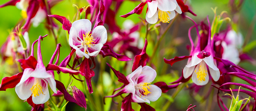 Les plantes les plus simples à cultiver pour les jardiniers canadiens