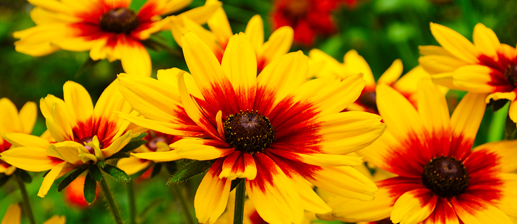 Les plantes les plus simples à cultiver pour les jardiniers canadiens