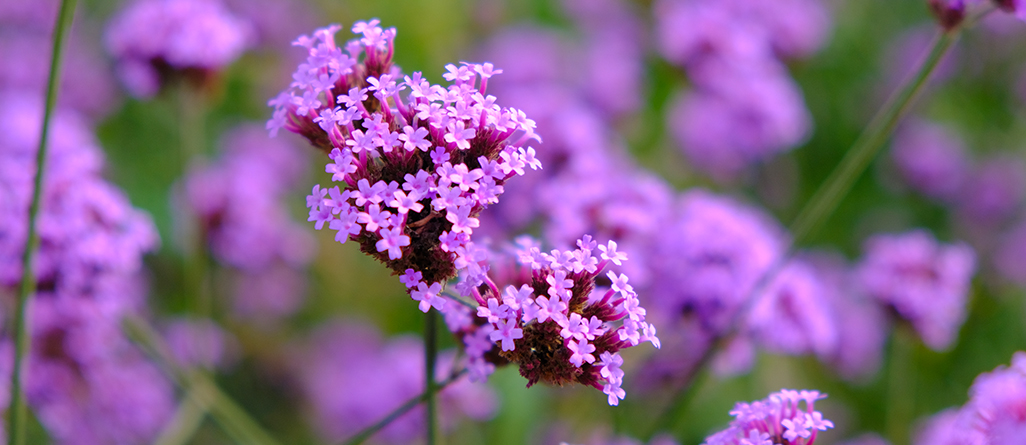 Les plantes les plus simples à cultiver pour les jardiniers canadiens