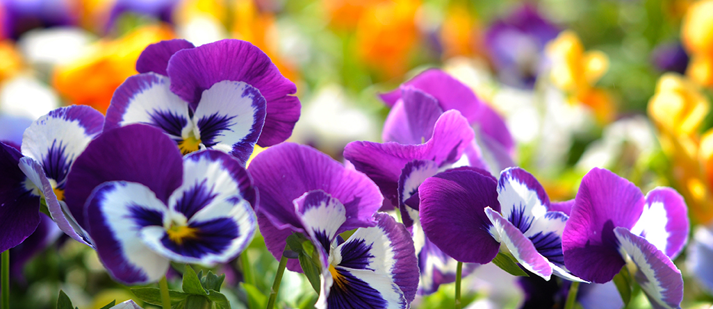 Les plantes les plus simples à cultiver pour les jardiniers canadiens