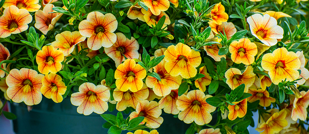 Les plantes les plus simples à cultiver pour les jardiniers canadiens