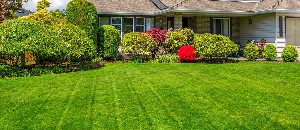 cil_website_article_conseils-is-clover-popping-up-in-your-lawn-02