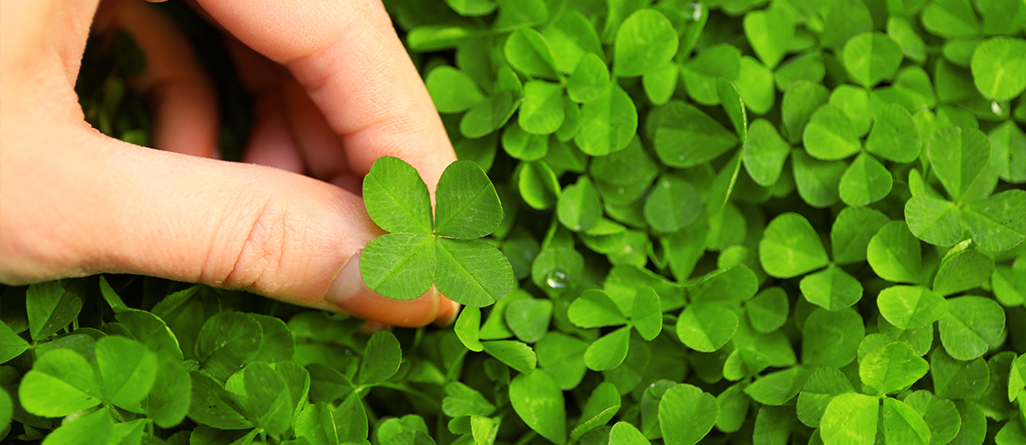 cil_website_article_conseils-is-clover-popping-up-in-your-lawn-04