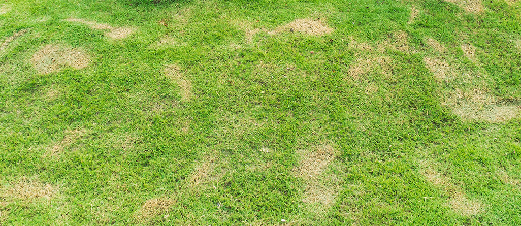 Pelouse attaquées par les insectes, dommage sur pelouse après l'hiver. 