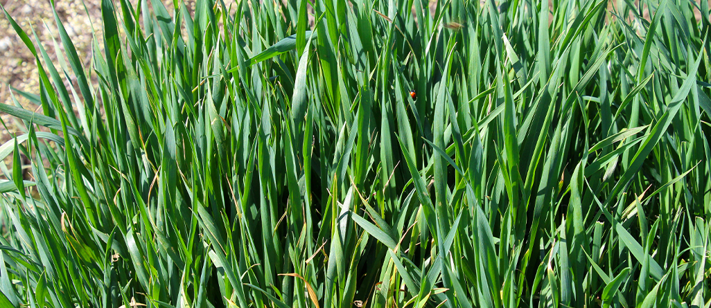 cil-4-herbes-a-ne-pas-confondre-graminees