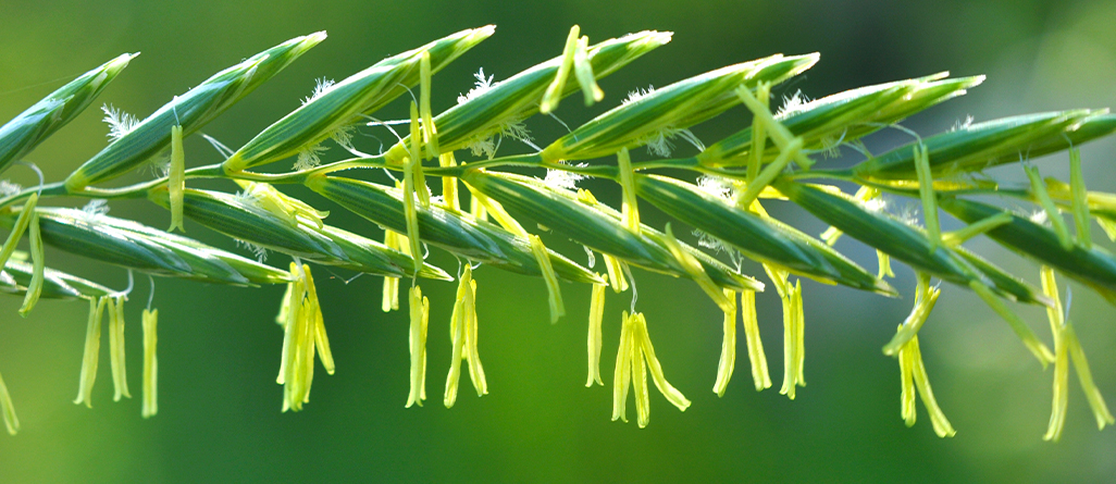 cil-4-herbes-a-ne-pas-confondre-graminees