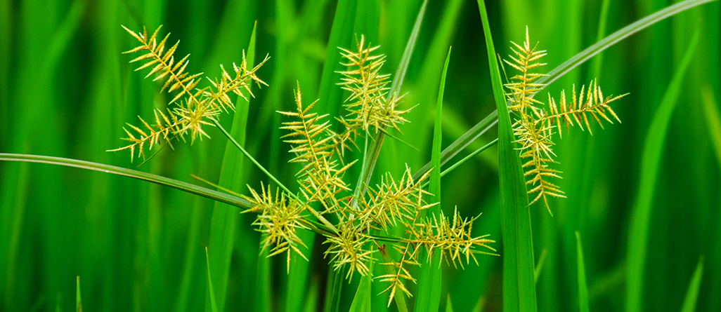 cil-4-herbes-a-ne-pas-confondre-graminees