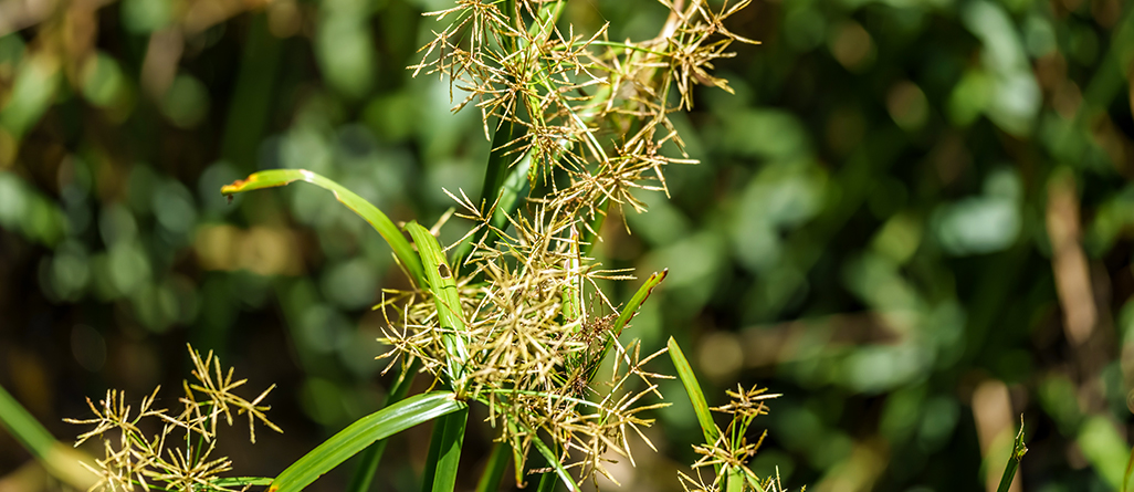 cil-4-herbes-a-ne-pas-confondre-graminees