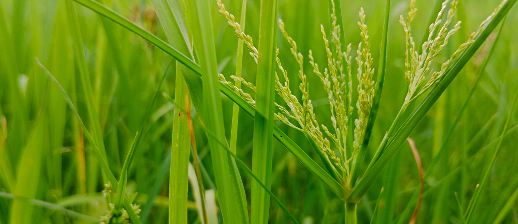 cil-4-herbes-a-ne-pas-confondre-graminees