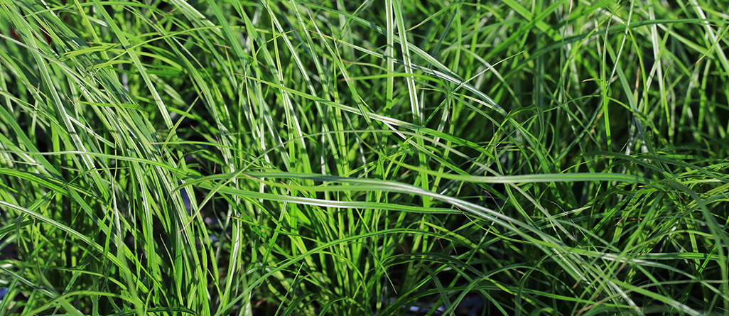 cil-4-herbes-a-ne-pas-confondre-graminees