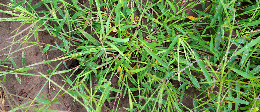 cil-4-herbes-a-ne-pas-confondre-graminees