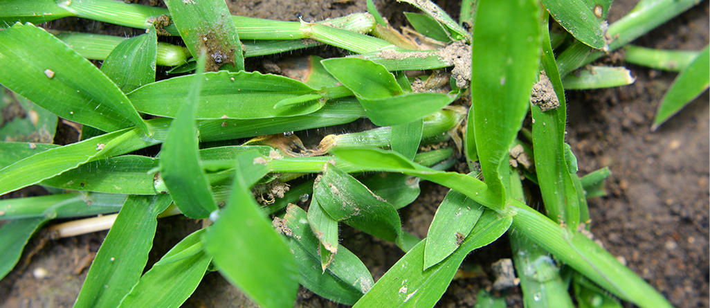 cil-4-herbes-a-ne-pas-confondre-graminees