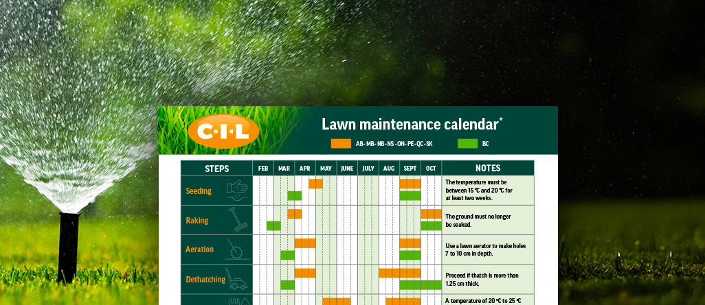 cil-4-herbes-a-ne-pas-confondre-gramineescil-4-herbes-a-ne-pas-confondre-graminees