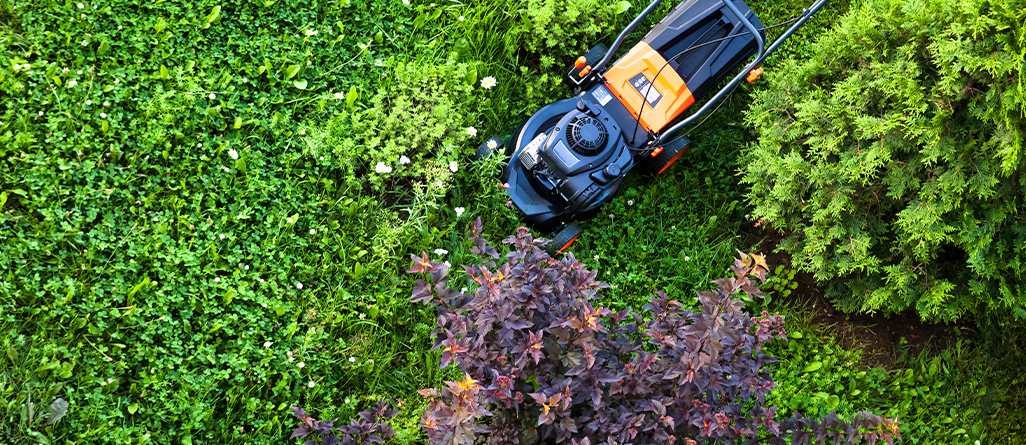 cil-how-to-revive-lawn-03