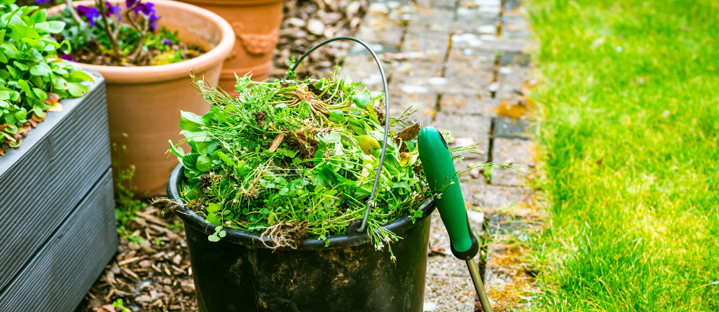 cil-how-to-revive-lawn-04