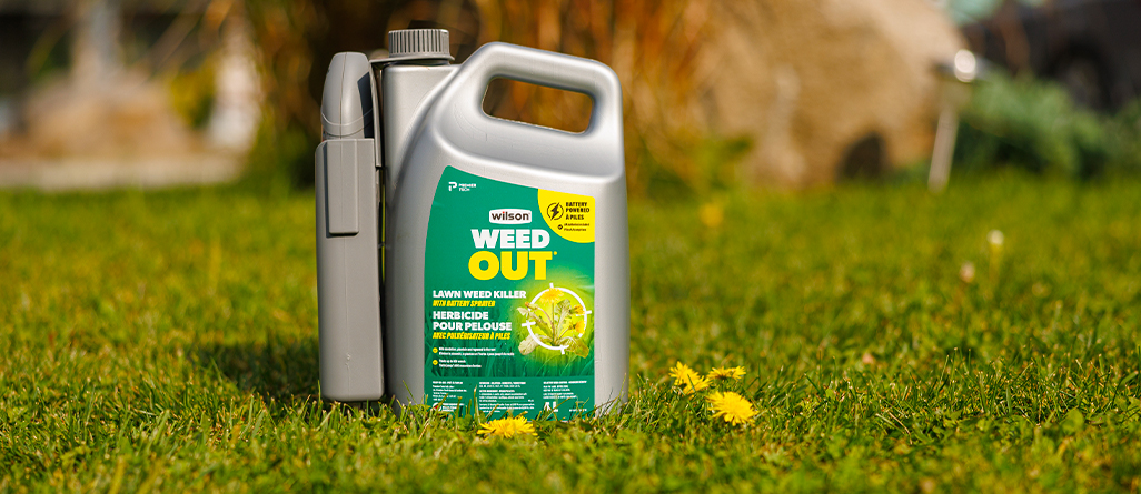 cil-how-to-revive-lawn-05