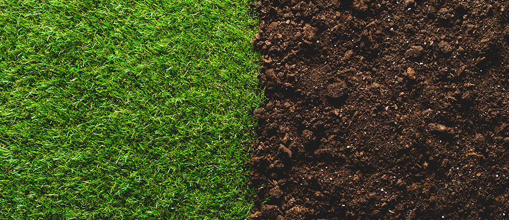 cil-how-to-revive-lawn-06