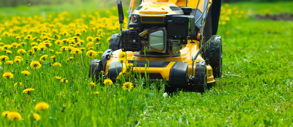 cil-how-to-revive-lawn-07