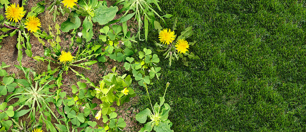 cil-how-to-revive-lawn-08