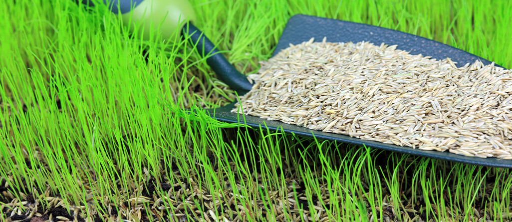 cil-how-to-revive-lawn-09