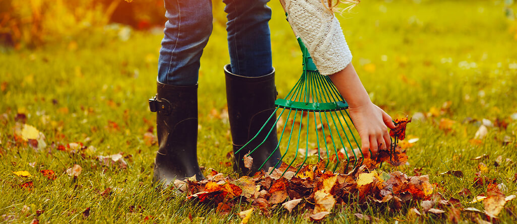 Woman using a rake to rake leaves from the lawn in the fall.