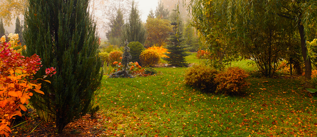 Beautiful fall garden with a healthy lawn and shrubs with colorful foliage.