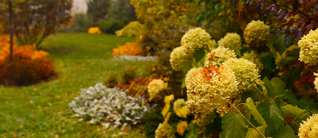 Hydrangeas blooming in a beautiful fall garden.