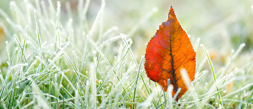 Colorful tree leaves on a frosty lawn in the fall.