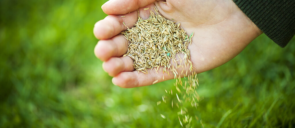 Spread grass seed to repair and thicken the lawn at the end of summer.