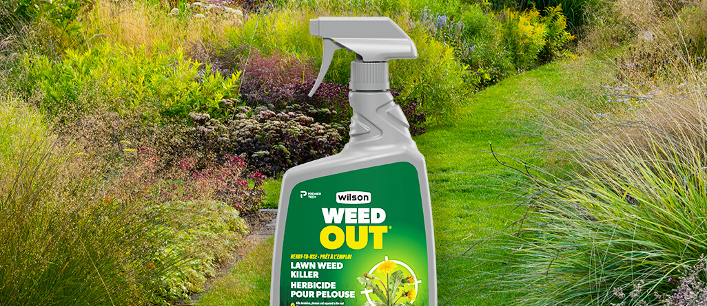 WILSON WEED OUT- Applying herbicide in the fall is more effective than at any other time of year.